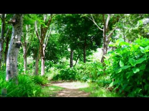 【夏の作業用BGM】シラカミンミンゼミの森/Shirakaminmin cicada FOREST【ホロライブ/白上フブキ】